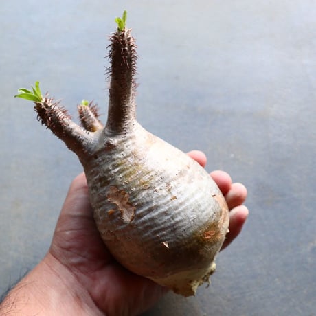 パキポディウム グラキリス 抜苗  Pachypodium rosulatum var. gracilius no.92936