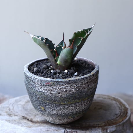 アガベ チタノタ シエラ  ミクスチカ    Agave titanota  ”Sierra Mixteca”       no.60239