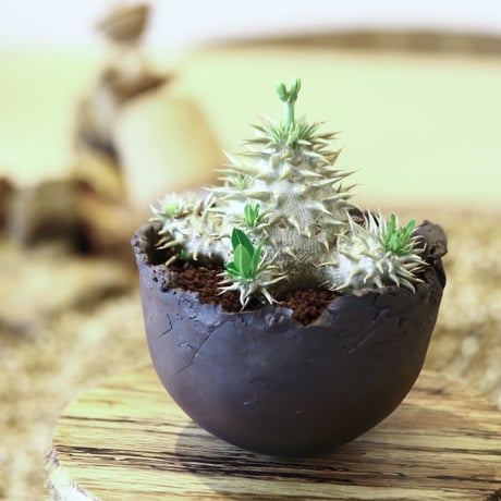 パキポディウム  恵比寿大黒 / Pachypodium  Densicaule    no.52116