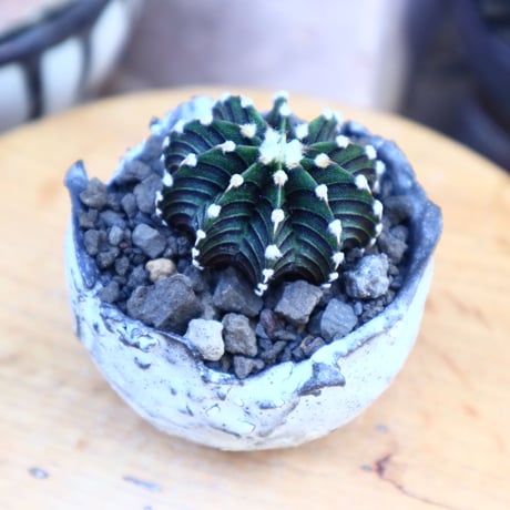 ギムノカリキウム   フィードリッフィーLB2178／Gymnocalycium friedrichii    no.71851