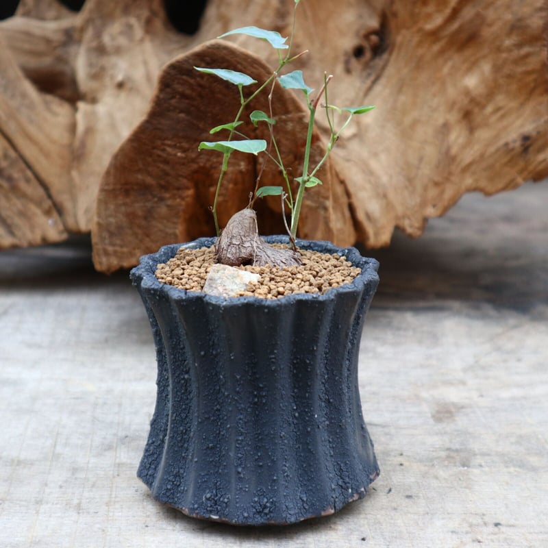 亀甲竜 Amazon.co.jp: 127.ハート型の葉が可愛い塊根植物、アフリカ亀甲