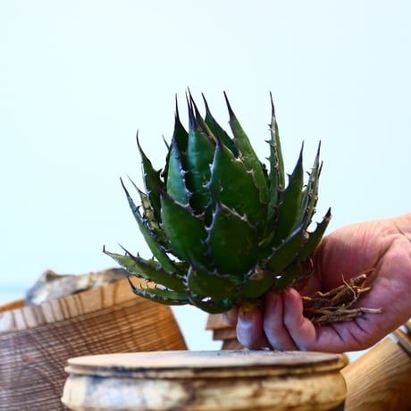 Agave horrida    no.121/8