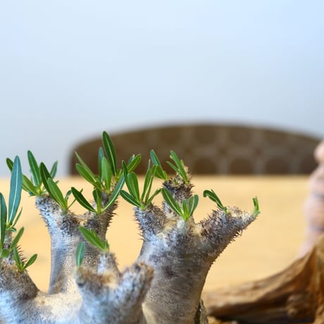 Pachypodium densiforum × Yuta Uchida   no.90330