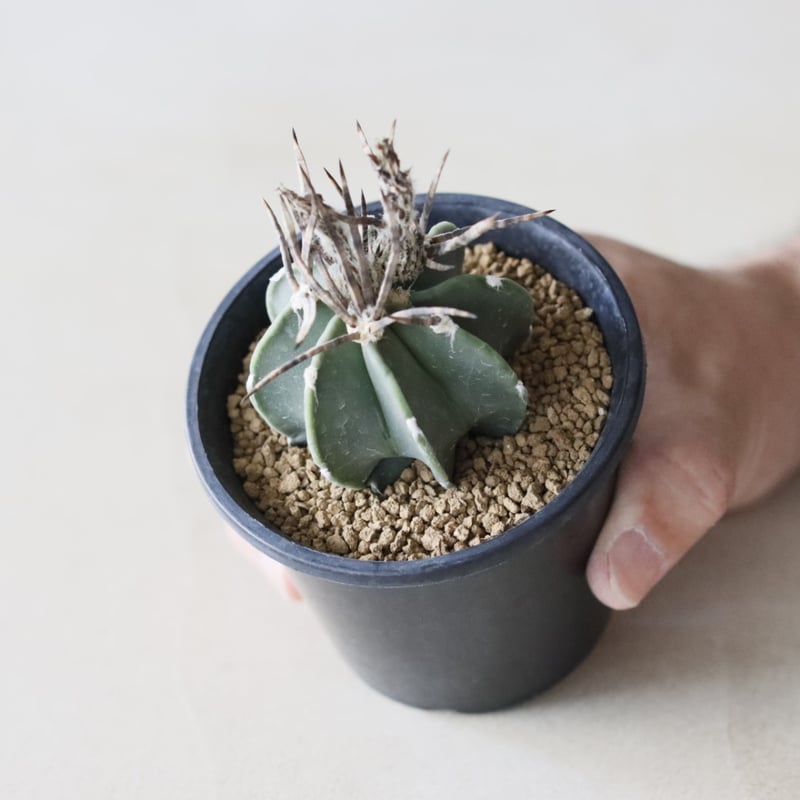 その他 OZWRT Spirit of Astrophytum OZWRT Spirit of Astrophytum