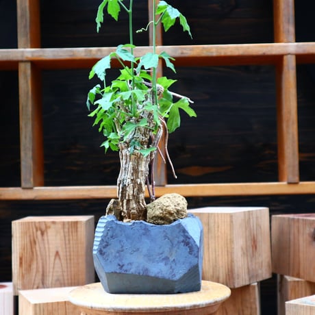 コラロカルプス    グロメルリフロルス ／ Corallocarpus glomeruliflorus    no.61936