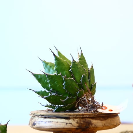 Agave horrida / Style of Chika   no.1015/83