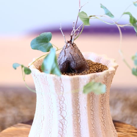 Dioscorea hemicryputa × soso   no.101509