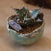 Agave titanota caesar × たけろうポット    no.119-41