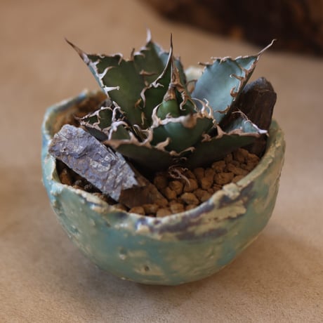 Agave titanota caesar × たけろうポット    no.119-41