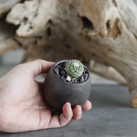 Strombocactus disciformis  × Kazuhiro Arima (2号)  no.629-29