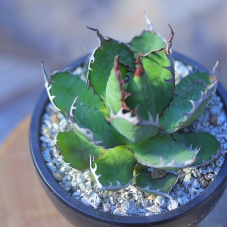 アガベ ホリダ    Agave horrida     no.20737-1