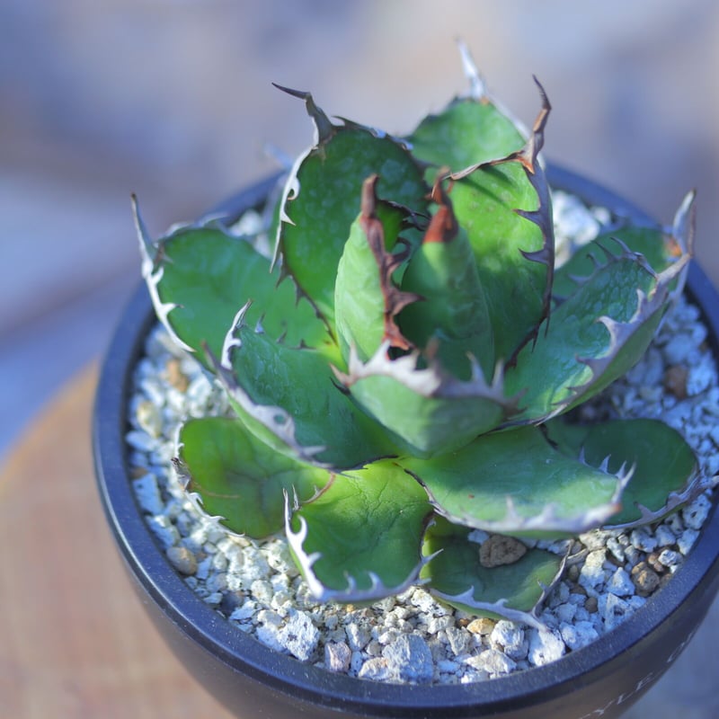 アガベ ホリダ Agave horrida no.20737-1 | 芽の巣山