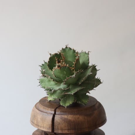 U.S. filigree (Agave titanota filigree) / Style of Chika　no.1227-39