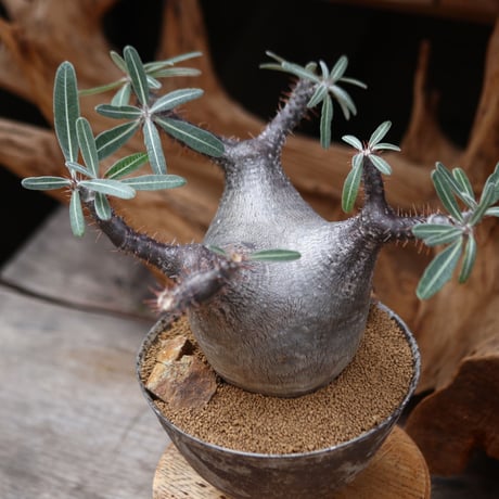 パキポディウム カクチペス / Pachypodium rosulatum var. cactipes / 発根済み   no.30501