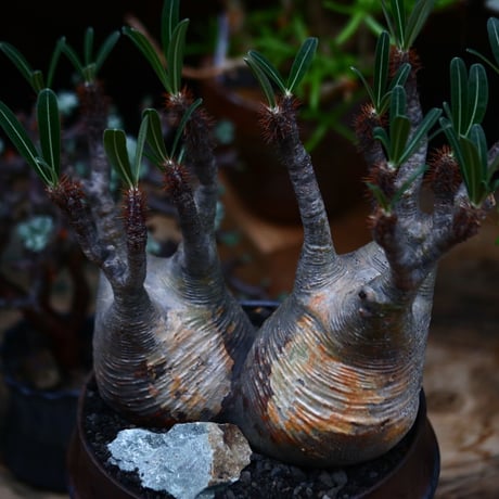 パキポディウム  グラキリス 2頭／Pachypodium  gracilius       no.91902