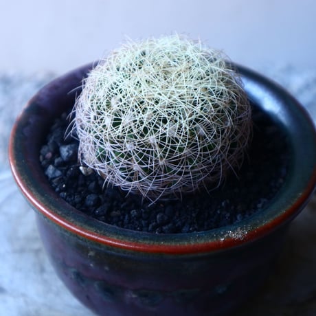 ディスコカクタス   アラネイスピナ  Discocactus arauneispinus   no.20209
