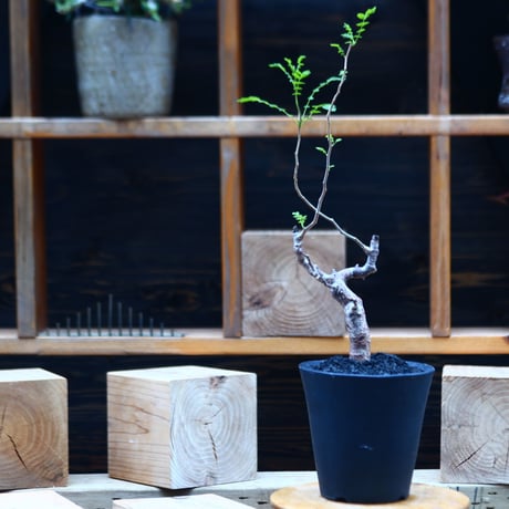 コミフォラ モンストローサ   Commiphora monstrosa   no.82230