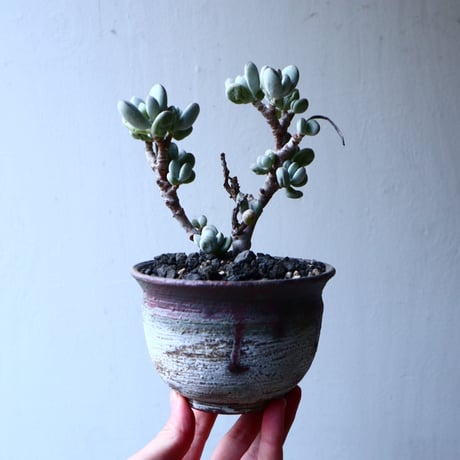 コチレドン　フクダルマ　cotyledon   no.12613