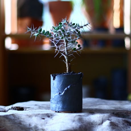 アローディア コモサ　Alluaudia comosa　no.70507