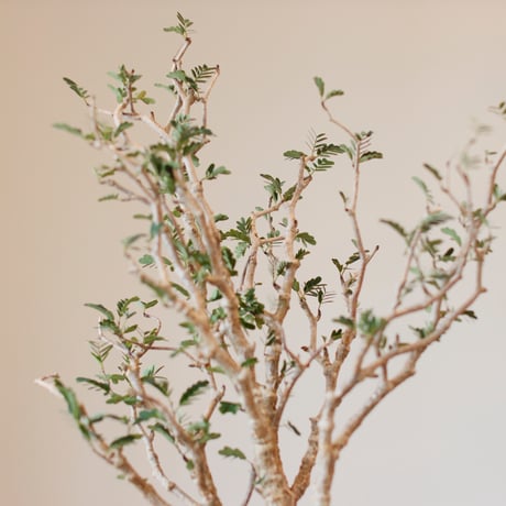 Senna meridionalis × Masafumi Shigeta (3.5号)  no.111/2