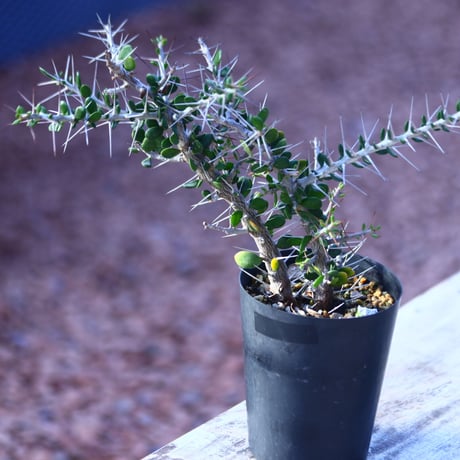 アローディア  コモサ   Alluaudia comosa     no.21413