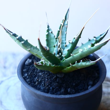 アガベ  ユタエンシス    エボリスピナ  Agave uthaensis var. eborispina   no.20212