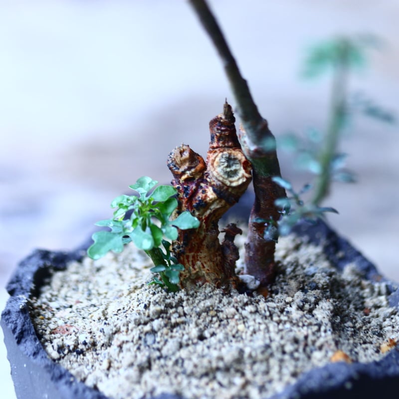 アデニア サブセシリフォリア Adenia subsessilifolia no.9