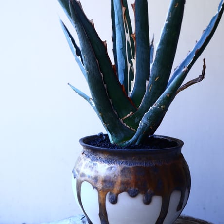 アガベ 　キシロナカンサ　ソードフィッシュ    Agave   xylonacantha   swordfish   no.11232