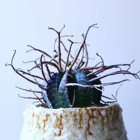 ユーフォルビア  バリダ    Euphorbia valida     no.11923