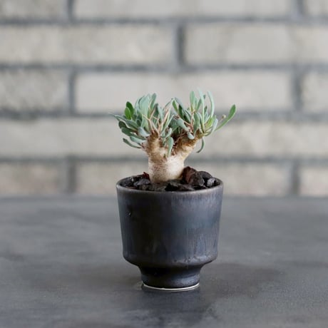 オトンナユーフォルビオイデス | STORES