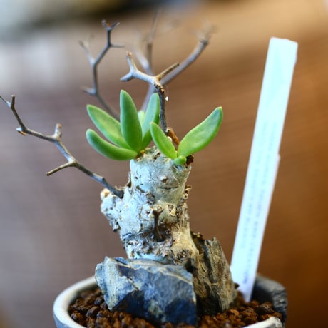 Tylecodon reticulate × N/OH  no.12107