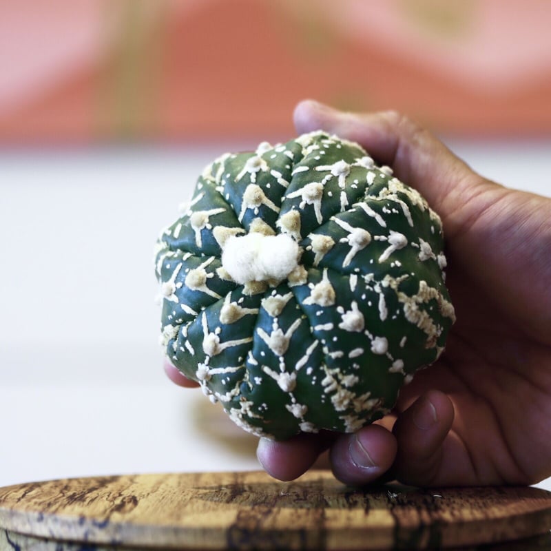 アストロフィツム〝スーパー兜″ アロータイプ / Astrophytum アストロフィツム〝スーパー兜″ アロータイプ / Astrophytum
