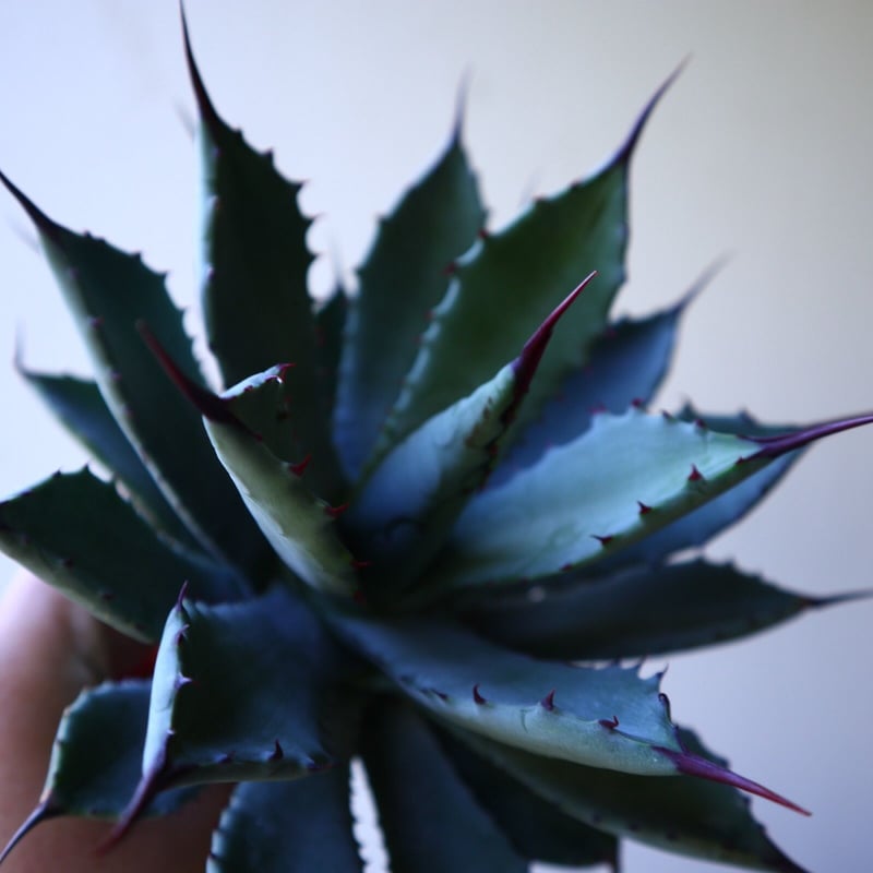 アガベ 八荒雷神 no.42810 | 芽の巣山