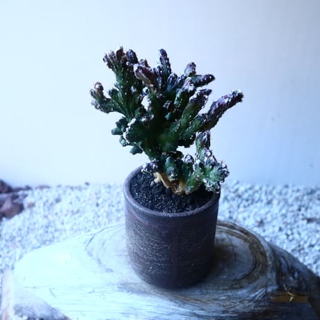 モンビレア 残雪の峰    Monvillea spegazzinii f. crist.   no.20208