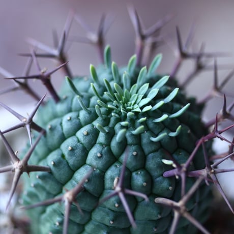 群星冠 Euphorbia stellispina  no.022