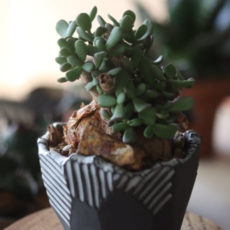 Ceraria pygmaea × N/OH     no1115-16