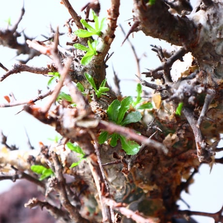 コミフォラ　エミニー　 Commiphora eminii    no.72126