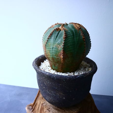 ユーフォルビア  オベサ  Euphorbia obesa  No.029