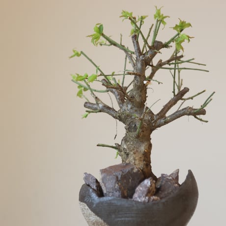 梅 (思いのまま) × 安西桂 (5号鉢)   no.321-13
