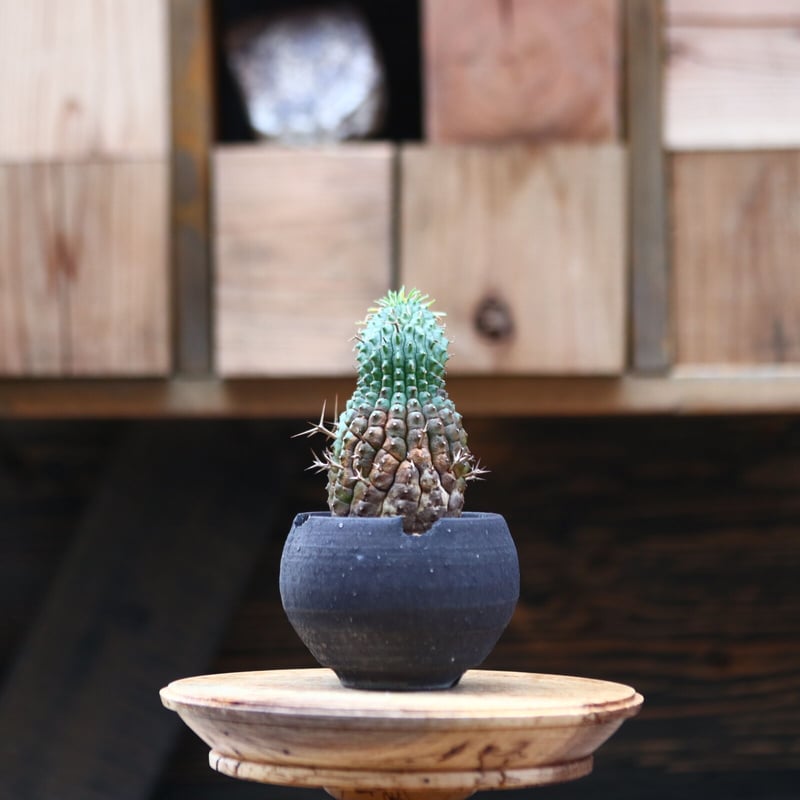 ユーフォルビア 群星冠／Euphorbia stellispina no.20532