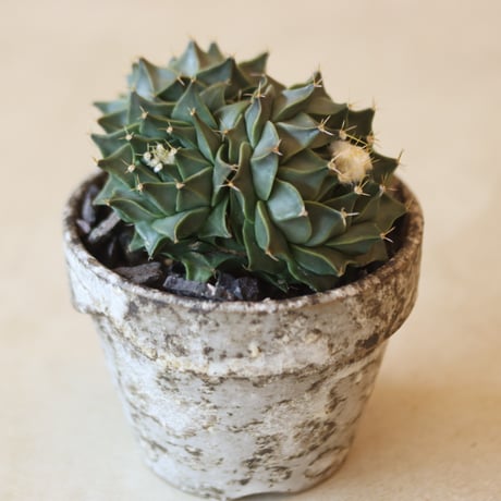 Obregonia denegrii (帝冠群生) × YAMABACHI var. taketo pot (3号鉢)  no.321-30