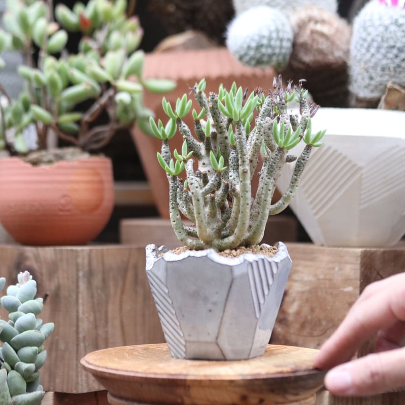 チレコドン ブッコルジアヌス／Tylecodon buchholzianus no.