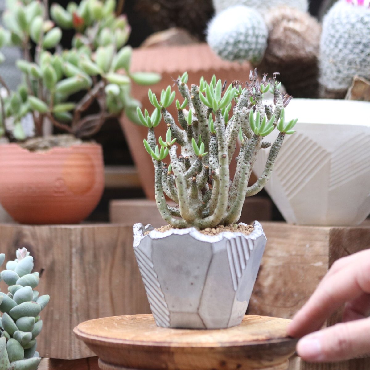 チレコドン　ブッコルジアヌス isla del pescado - Tylecodon buchholzianus-チレコドン・ブックホル