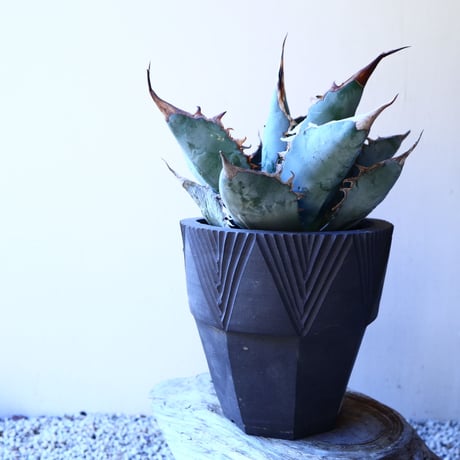 アガベ   ホワイトアイスブルー   Agave  titanota white ice   no.11236
