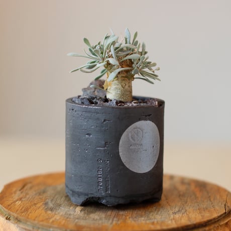 ユーフォルビオイデス | STORES