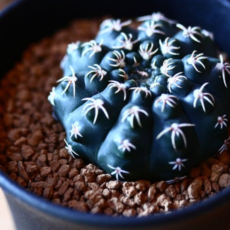 ギムノカリキウム  瑞昌玉    Gymnocalycium  quehlianum　no.111568