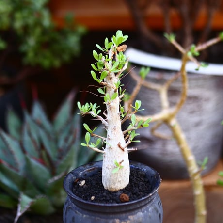 フォークイエリア  コルムナリス  (観峰玉)／Fouquieria columnari   no.91214