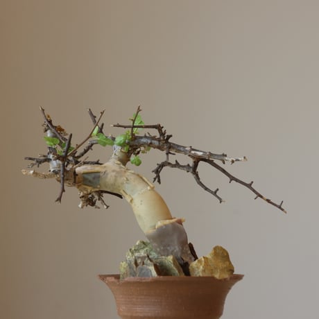 Commiphora kataf  × N/OH (3.5号鉢)   no.412-3