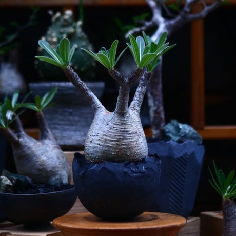 パキポディウム  グラキリス／Pachypodium  gracilius     no.100317