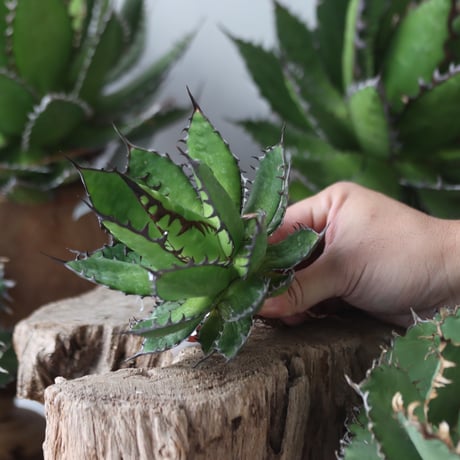 U.S. horrida (Agave horrida) / Style of Chika　no.1203-65